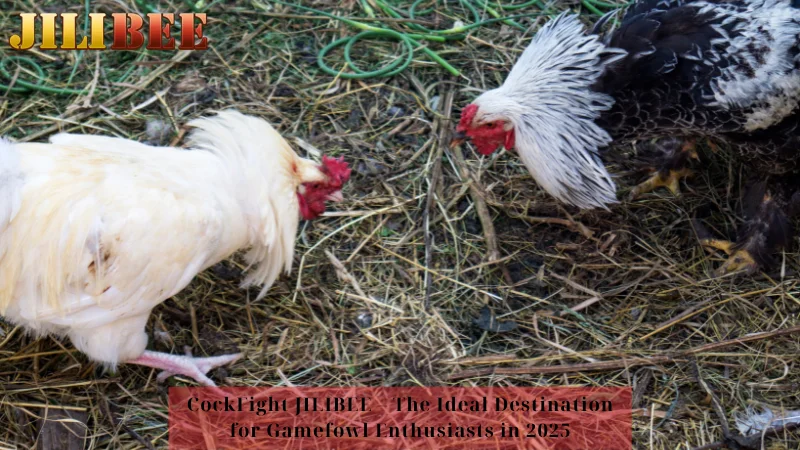 CockFight JILIBEE – The Ideal Destination for Gamefowl Enthusiasts in 2025