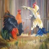 Cockfighting 1